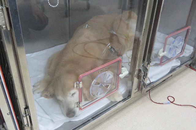 ファイル 6409-1.jpg