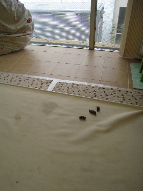 ファイル 641-1.jpg