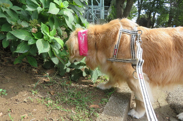 ファイル 6420-2.jpg