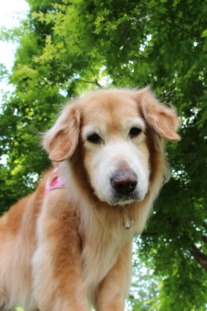 ファイル 6422-2.jpg