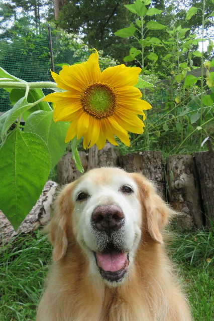 ファイル 6433-5.jpg