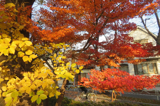 ファイル 6446-5.jpg