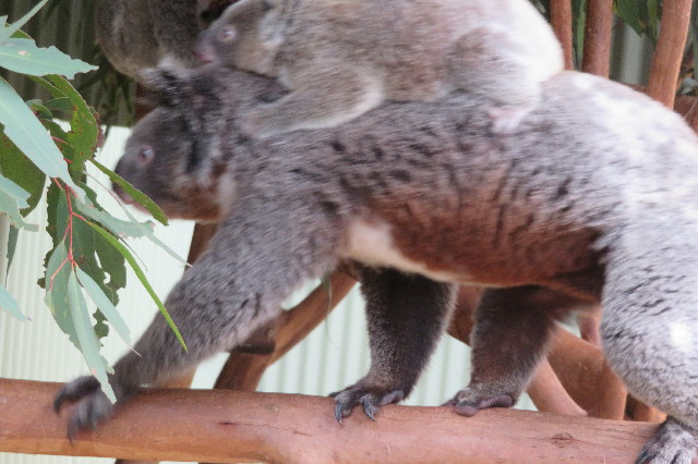 ファイル 6462-5.jpg