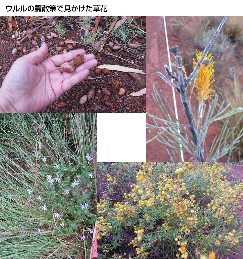 ファイル 6473-5.jpg