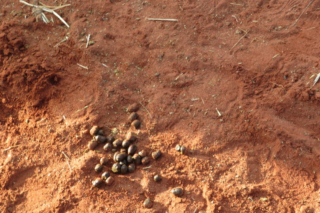 ファイル 6479-5.jpg