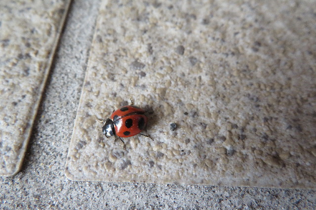 ファイル 6484-3.jpg