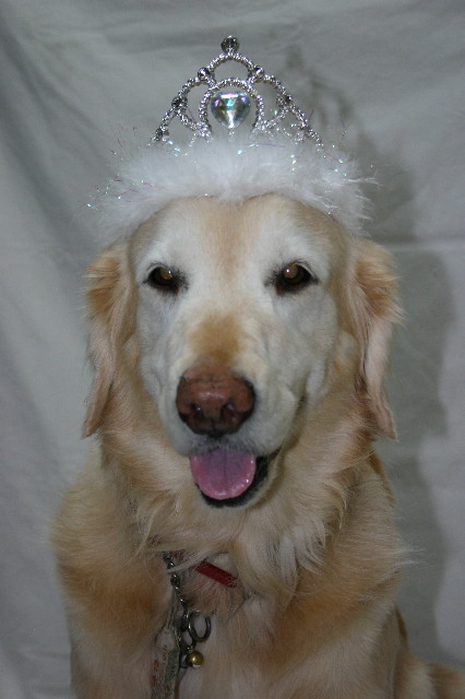 ファイル 6485-1.jpg