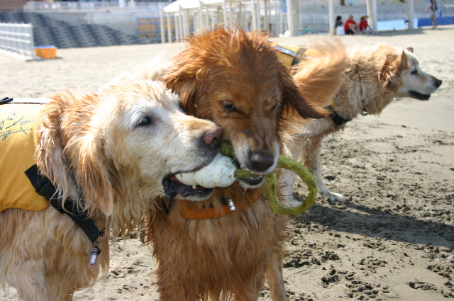 ファイル 6485-2.jpg