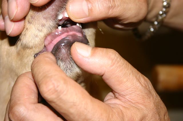 ファイル 65-1.jpg