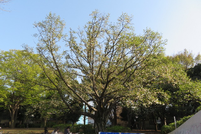 ファイル 6508-1.jpg