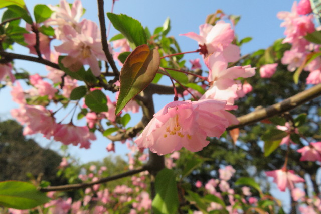 ファイル 6508-5.jpg