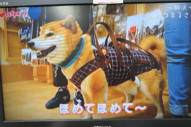 ファイル 6510-4.jpg