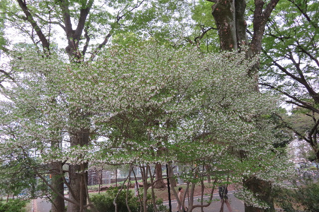 ファイル 6511-4.jpg