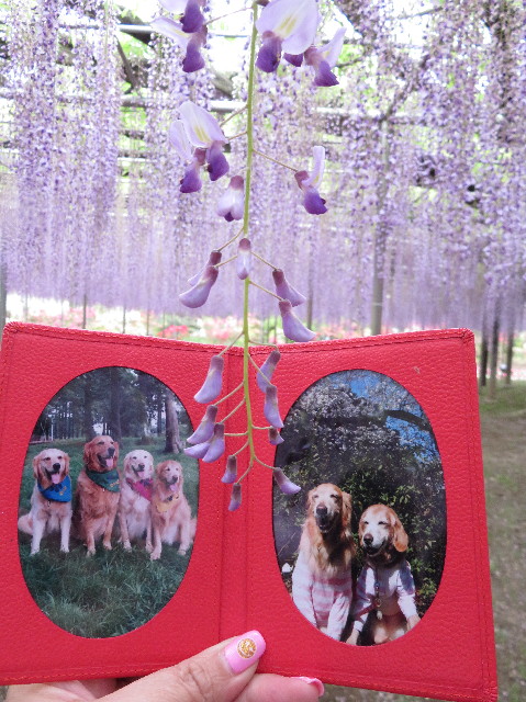 ファイル 6518-4.jpg