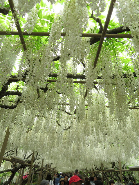 ファイル 6520-2.jpg