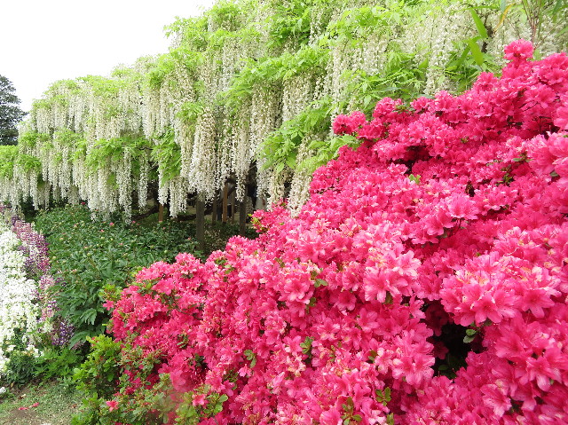 ファイル 6521-3.jpg