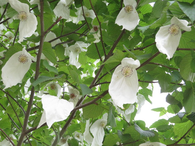 ファイル 6521-4.jpg