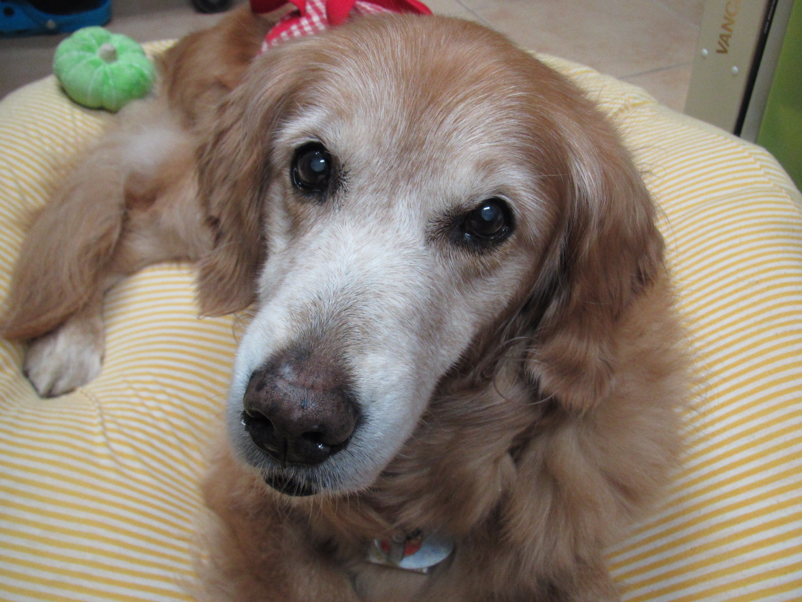 ファイル 6527-2.jpg