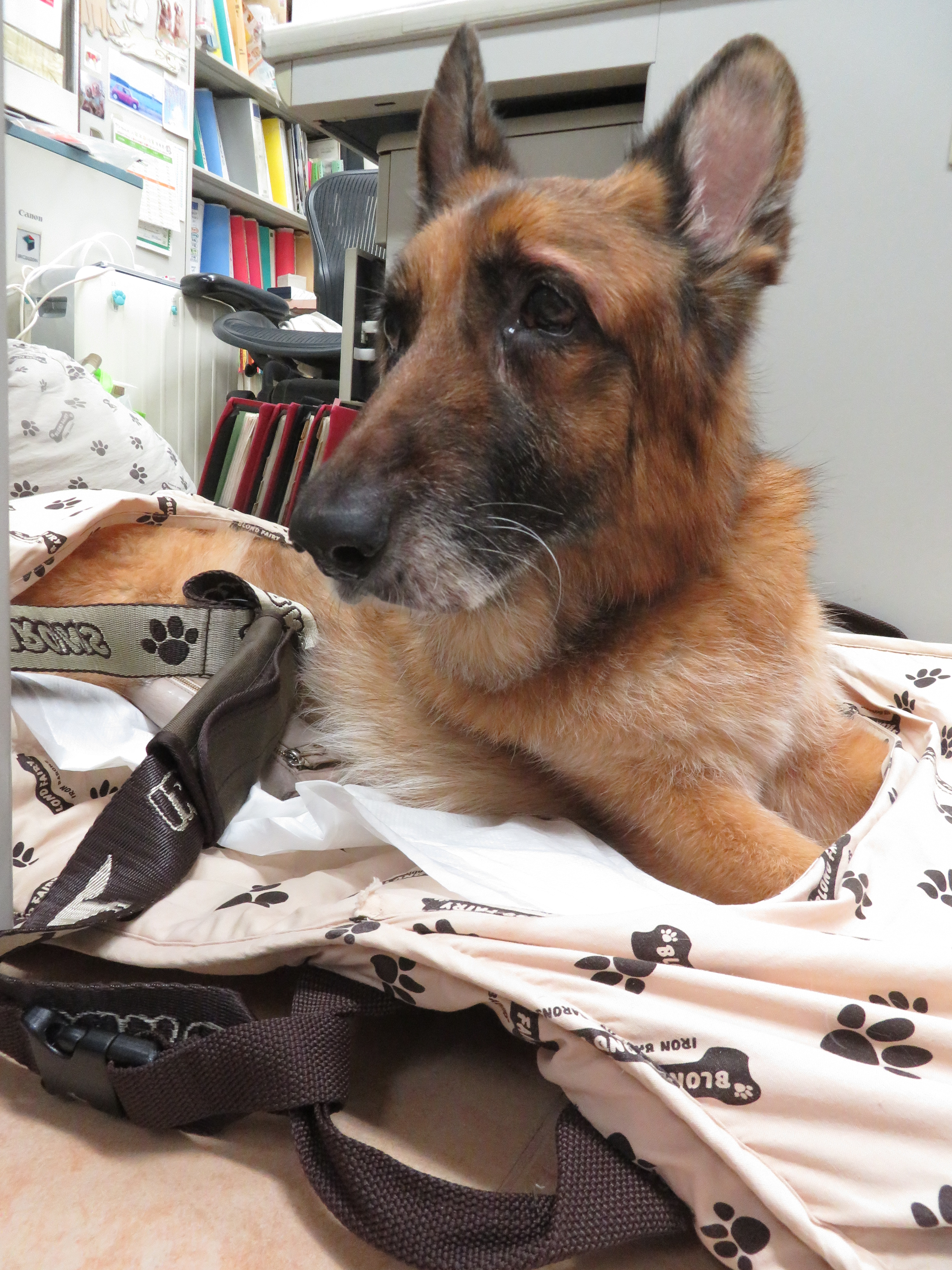 ファイル 6531-3.jpg