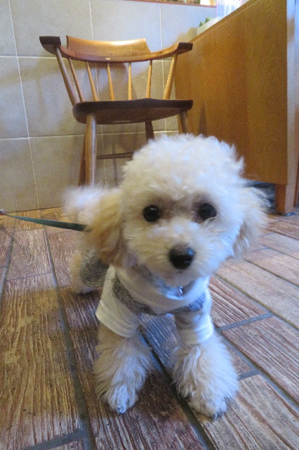 ファイル 6531-4.jpg