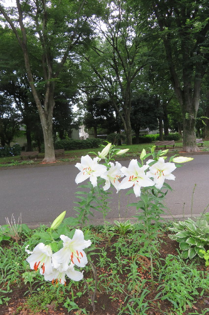 ファイル 6532-4.jpg