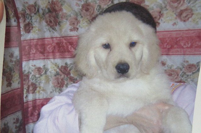 ファイル 6533-1.jpg