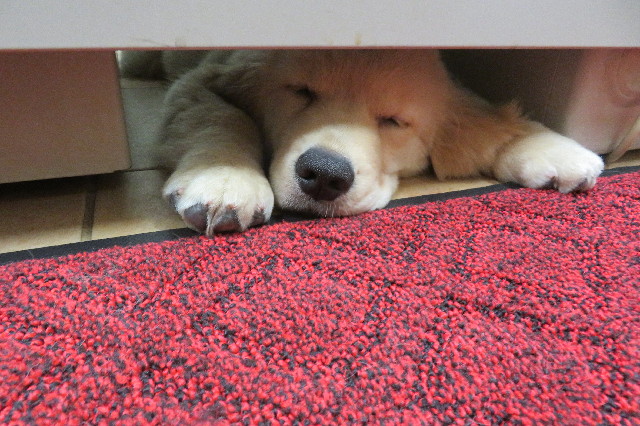 ファイル 6550-5.jpg