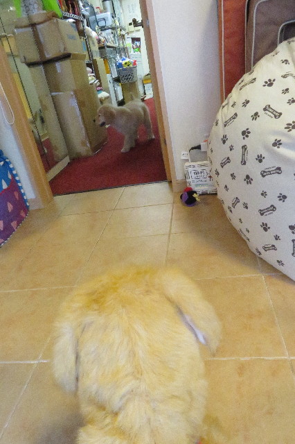 ファイル 6552-3.jpg