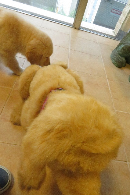 ファイル 6552-5.jpg