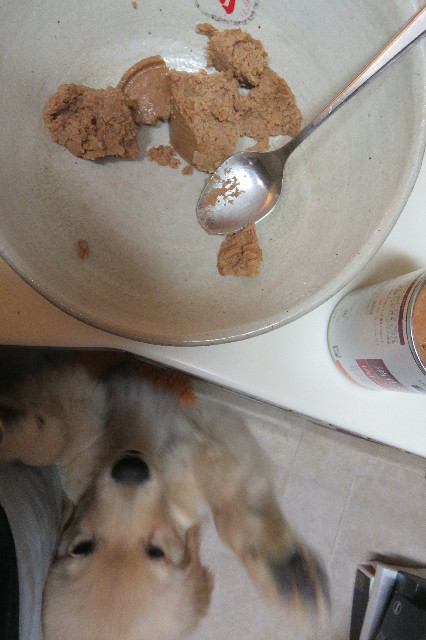 ファイル 6554-1.jpg