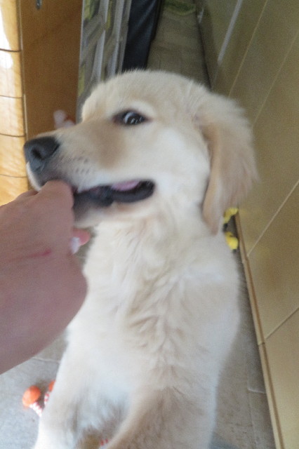 ファイル 6557-4.jpg