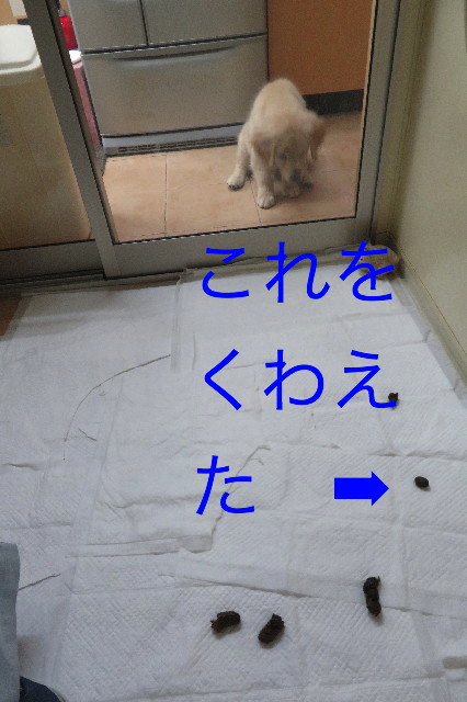 ファイル 6558-1.jpg