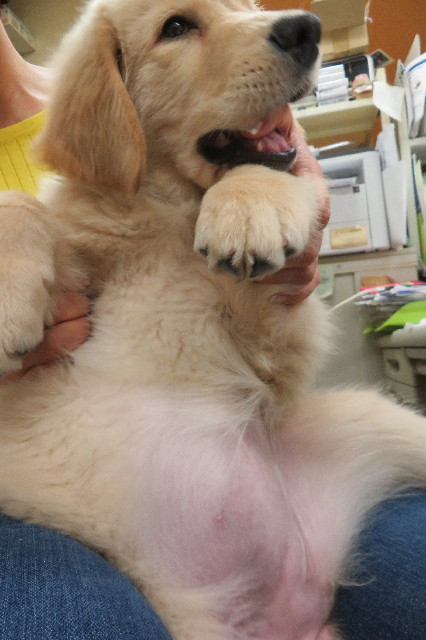 ファイル 6559-3.jpg