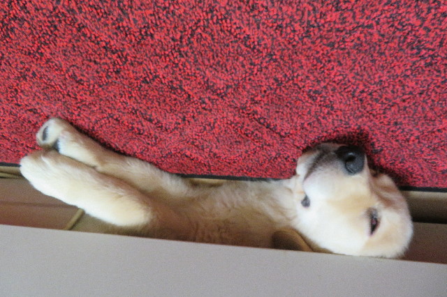 ファイル 6561-1.jpg