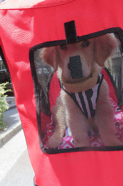 ファイル 6564-1.jpg