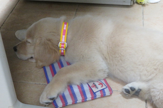 ファイル 6565-2.jpg