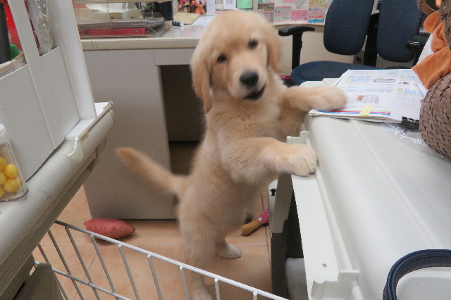 ファイル 6565-4.jpg