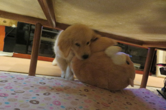 ファイル 6571-5.jpg