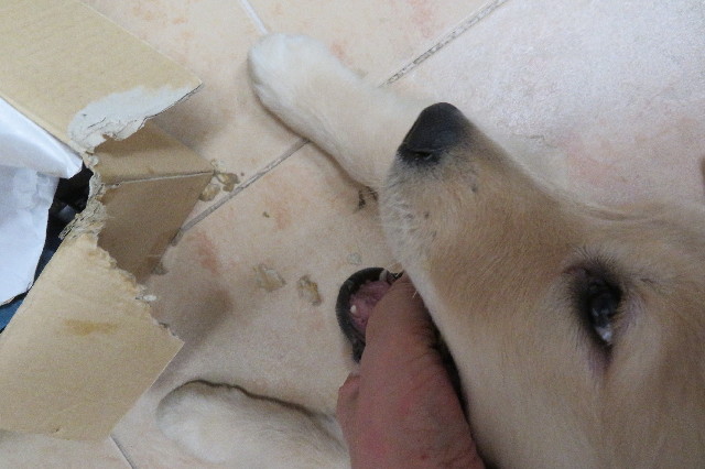 ファイル 6578-1.jpg