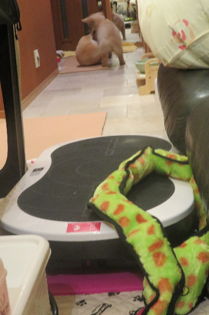 ファイル 6578-2.jpg