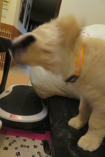 ファイル 6578-3.jpg