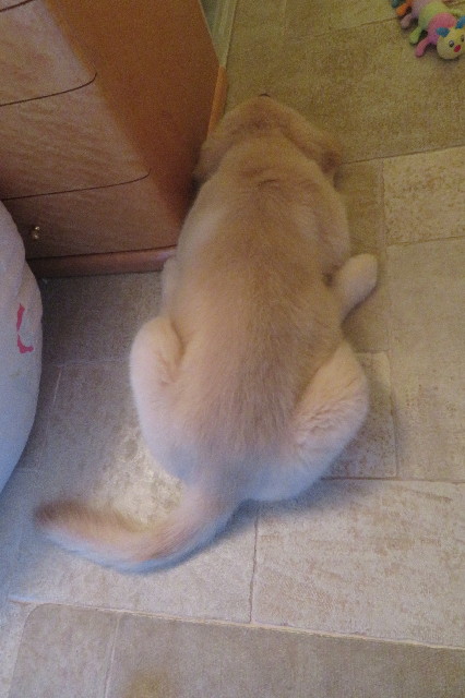 ファイル 6581-5.jpg