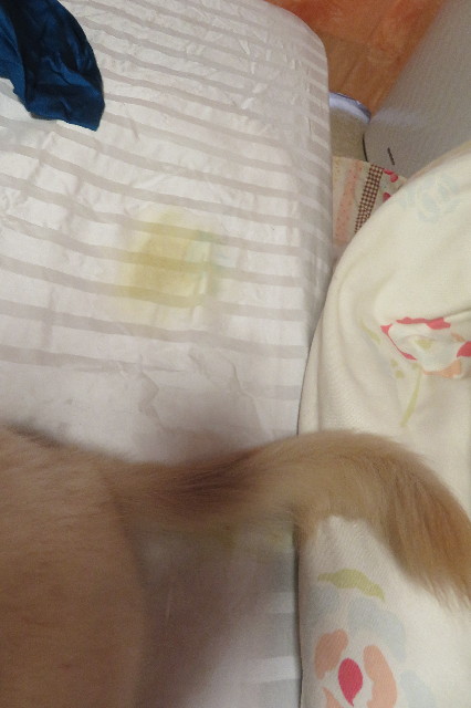 ファイル 6584-2.jpg