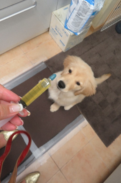 ファイル 6585-1.jpg