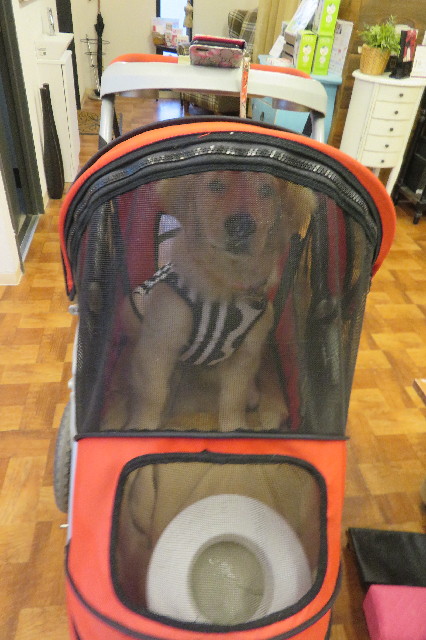 ファイル 6593-1.jpg