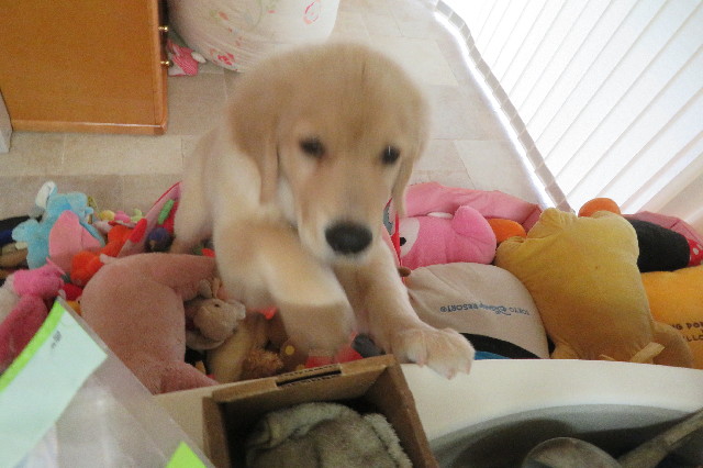 ファイル 6594-1.jpg