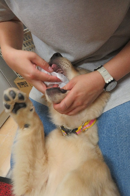 ファイル 6596-4.jpg