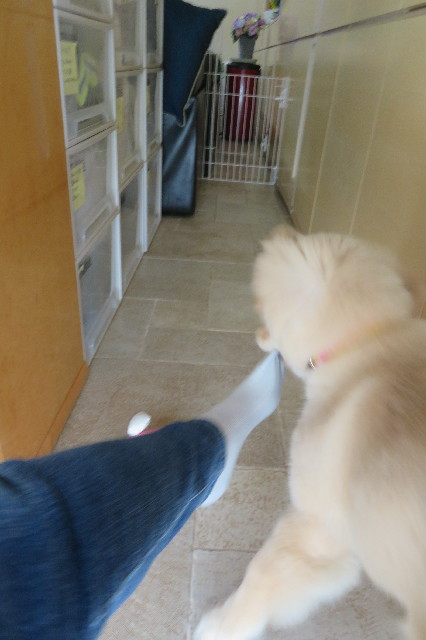 ファイル 6597-4.jpg