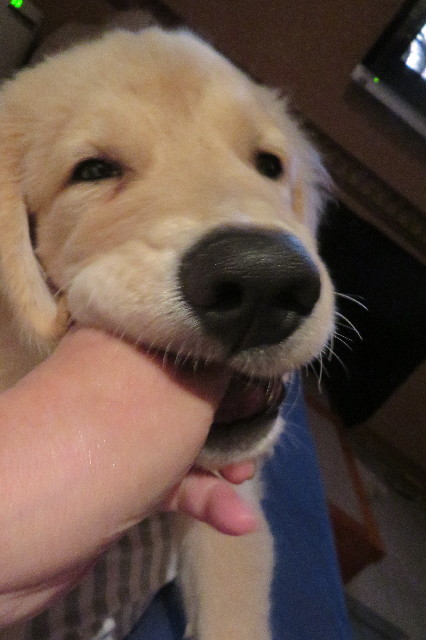 ファイル 6598-1.jpg