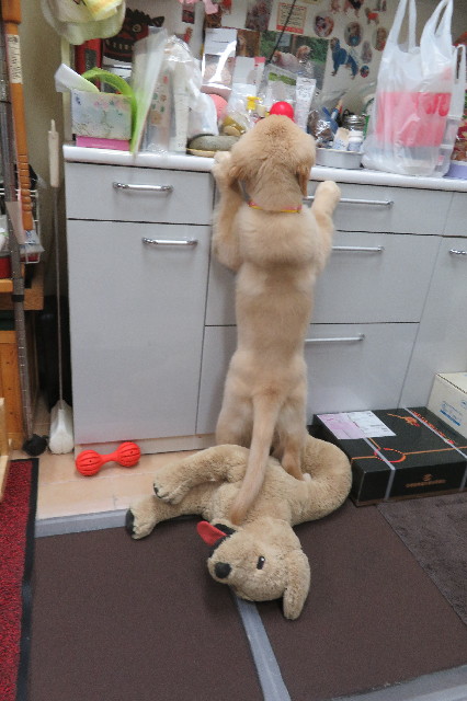 ファイル 6598-4.jpg